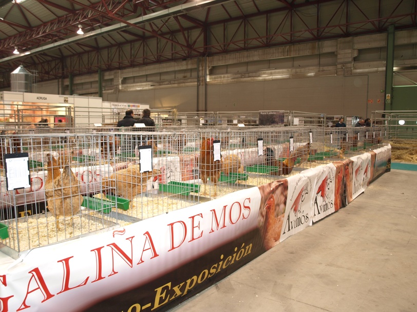 [O 1º Campionato Galego da raza Galiña de Mos celebrarase na Semana Verde 2014 - uploads/9/news/p3088227.jpg]
